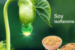 Soy isoflavone - tinh chất mầm đậu nành có tác dụng gì? 