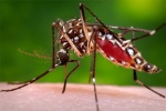Những nơi muỗi truyền bệnh sốt xuất huyết thường trú ngụ và cách xử trí