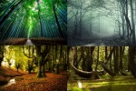 Vẻ đẹp huyền bí của những khu rừng bí ẩn nhất thế giới