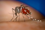 8 thông tin cần biết về sốt xuất huyết