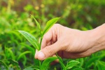 Hạt nano từ lá trà có thể giúp hỗ trợ điều trị ung thư phổi