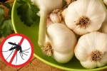 Ăn gì để đuổi muỗi một cách tự nhiên?