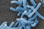 Khám phá tiềm năng cho sức khỏe của lợi khuẩn Lactobacillus paracasei