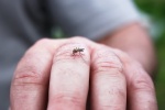 7 bệnh nguy hiểm lây truyền qua muỗi mà bạn cần biết rõ