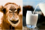 7 lợi ích sức khỏe tuyệt vời của sữa lạc đà