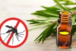 10 cách đuổi muỗi tự nhiên, phòng chống các bệnh lây truyền từ muỗi