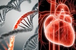 Bệnh suy tim có di truyền không: Đã có câu trả lời!