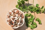 11 lợi ích của hạt cây chùm ngây với sức khỏe