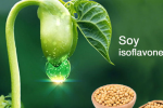 Soy isoflavone - tinh chất mầm đậu nành giúp duy trì tuổi xuân