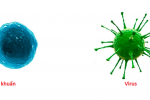 Sự khác nhau giữa vi khuẩn và virus: Nhận biết đúng để điều trị đúng