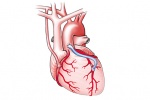 Phương pháp bắc cầu động mạch vành là gì, thực hiện thế nào?