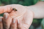 6 mẹo giúp bạn đuổi các loài động vật, côn trùng gây bệnh