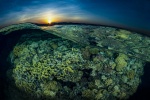Khám phá vẻ đẹp đại dương qua ảnh dưới nước Ocean Art