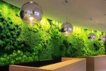 Tường cây xanh trong nhà: Lên đời không gian sống và sức khỏe