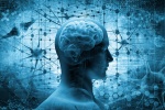 Não bộ hoạt động thế nào và làm sao cải thiện chức năng não bộ?