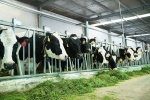 Vinamilk ứng dụng công nghệ 4.0 vào chăn nuôi bò sữa