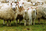 Ngăn chặn lão hóa da toàn diện cùng nhau thai cừu