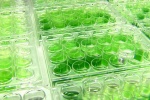 Nuôi vi tảo dạng bán lỏng: Mô hình mới trong công nghệ sinh học vi khuẩn