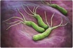Cảnh báo cách thức lây lan của vi khuẩn Hp gây bệnh dạ dày