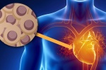 Điều trị suy tim bằng tế bào gốc: Tái tạo thành công mô tim tổn thương  
