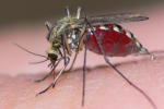 Tại sao có thể mắc sốt xuất huyết đến 4 lần trong đời? 