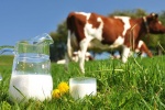 Loại sữa bò bạn đang uống có tốt và an toàn?