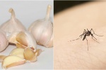 Nên ăn gì, tránh ăn gì để không bị muỗi đốt, phòng ngừa sốt xuất huyết? 
