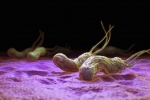 Cảnh báo tình trạng trẻ nhỏ nhiễm vi khuẩn HP kháng kháng sinh 