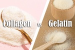 Infographic: Collagen và gelatin có điểm gì giống và khác nhau?