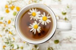 Uống trà hoa cúc La Mã có giúp chữa bệnh trào ngược dạ dày?