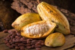 Phòng chống bệnh tim mạch bằng cacao