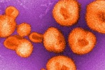 Phát hiện virus lạ nguy hiểm lây truyền gây sốt xuất huyết ở Bolivia