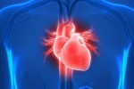Vì sao tăng huyết áp gây suy tim trái?