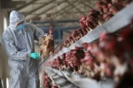 WHO cảnh báo Việt Nam cần cảnh giác cao với cúm gia cầm H5N8