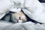 Vệ sinh giấc ngủ: 12 lời khuyên được chứng minh giúp bạn ngủ ngon hơn