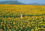 Miền Tây xứ Nghệ rực sắc hoa vàng