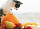 Mèo cưng có thể ăn các loại hoa quả nào?