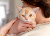 9 giống mèo quấn người, không hề lạnh lùng như bạn nghĩ