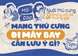 Mang thú cưng đi máy bay có được không, cần lưu ý gì?