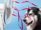 Nhiệt độ nào là quá cao với cún?