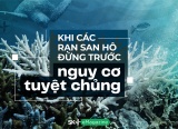 Khi các rạn san hô đứng trước nguy cơ tuyệt chủng