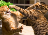 Khi những chú mèo trong nhà “cơm chẳng lành, canh chẳng ngọt”