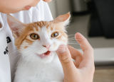 Nuôi mèo có làm bệnh hen ở trẻ trầm trọng hơn?
