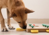 6 mẹo nhỏ giúp cún cưng luôn vui vẻ mỗi ngày