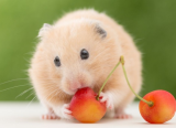 Chuột hamster có ăn được hoa quả không?