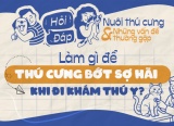 Nên làm gì để thú cưng bớt sợ hãi khi khám thú y?