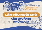 Những điều 'sen' cần biết khi lần đầu nuôi cún