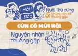 Vì sao cún cưng có mùi hôi khó chịu?