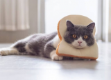 Mèo có ăn được bánh mì không?