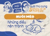 Những hành động nào có thể gây hại cho mèo?